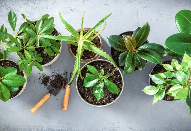 Natural Homemade Fertilizer for Houseplants (2) How to Make Natural Homemade Fertilizer for Houseplants