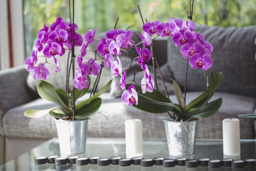 Orchids (Orchidaceae)