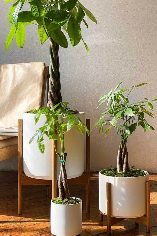 Pachira Aquatica
