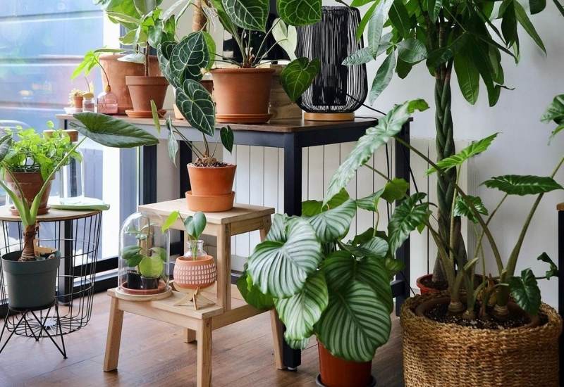 Place Your Plat In Medium Indirect Light