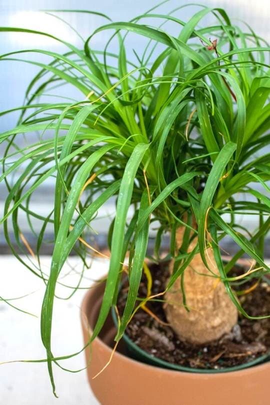 Ponytail palm