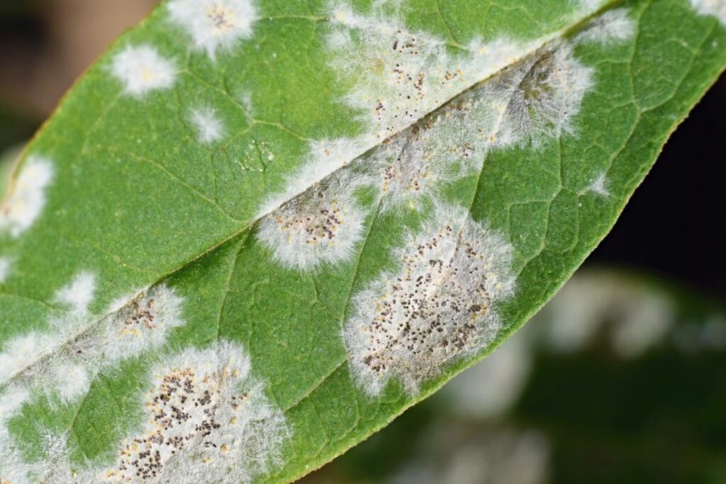 Mold