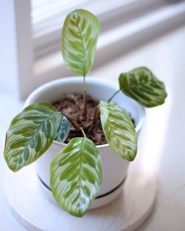 Propagate Your Calathea Peacock Is Through Division