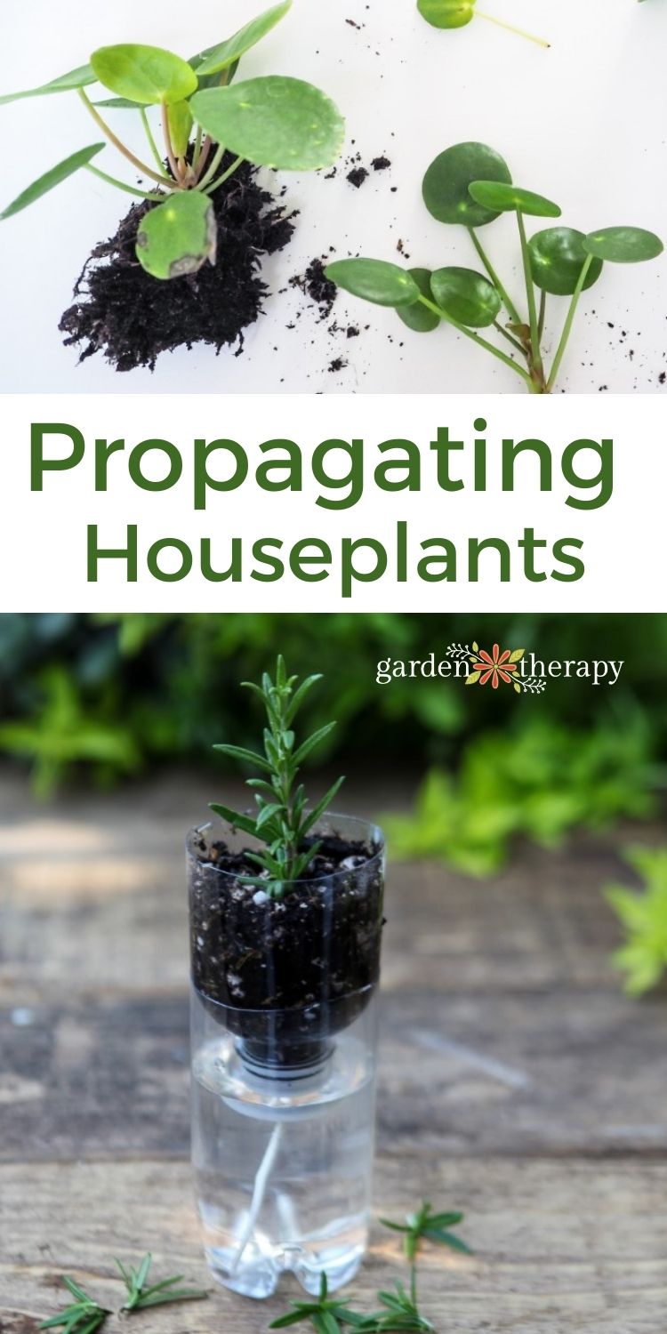 Propagation of potted plants