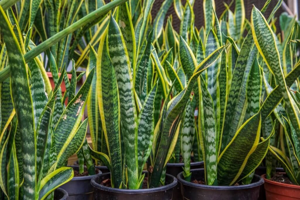 Recommended premixed soils for snake plants
