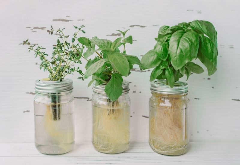 Basil, Mint & Cilantro Regrow Basil, Mint & Cilantro from Cuttings