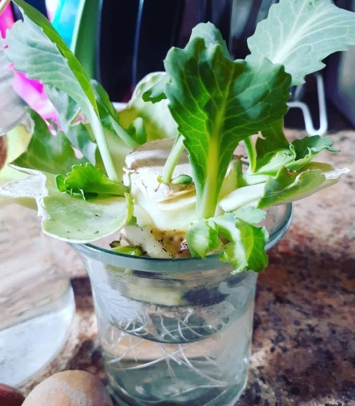Cabbages Regrow Cabbage