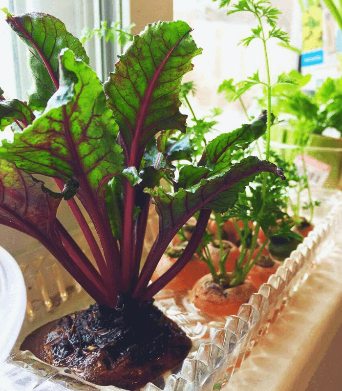 Carrots and Beets (1) Regrow Carrots And Beets From Waste Tops