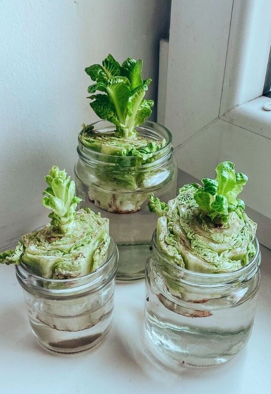 Lettuce & Bok Choy Regrow Lettuce & Bok Choy scraps in water
