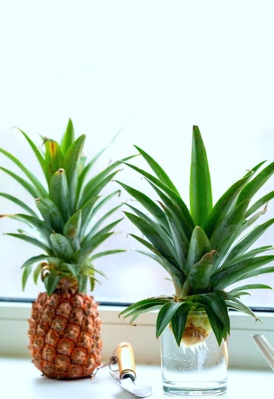 Pineapples (1) Regrow Pineapple from It's Top