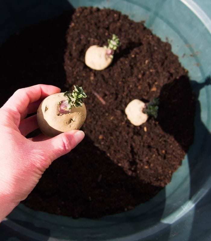 Potatoes (1) Regrow Potatoes from Old Sprouted Potato Scraps