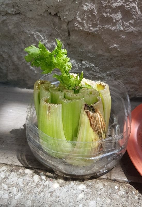 Celery (1) Regrow a heart of Celery In water