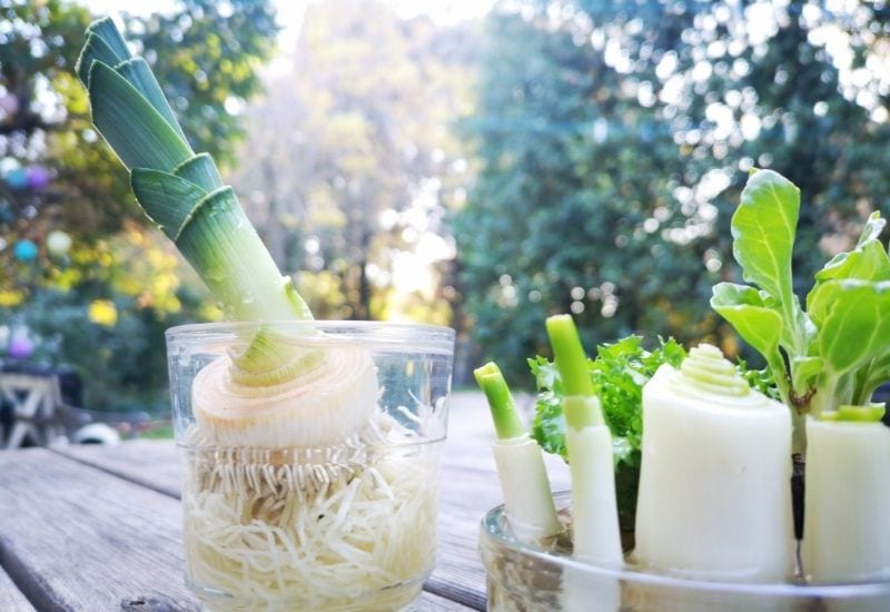 Leeks Regrowing green onions scallions, salad and leek from scraps in jars filled with water