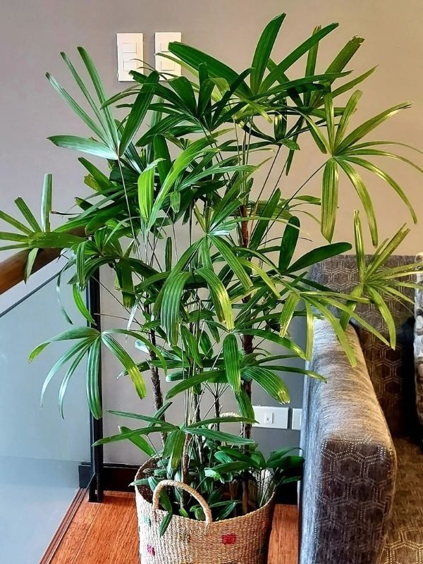 Rhapis excelsa
