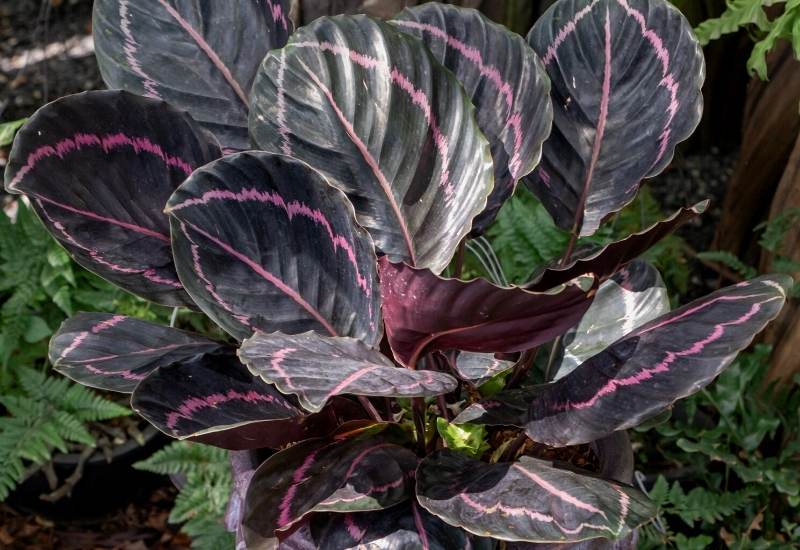 Rose Painted Calathea