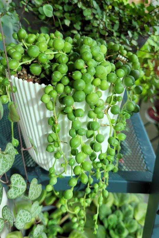 Senecio Rowleyanus