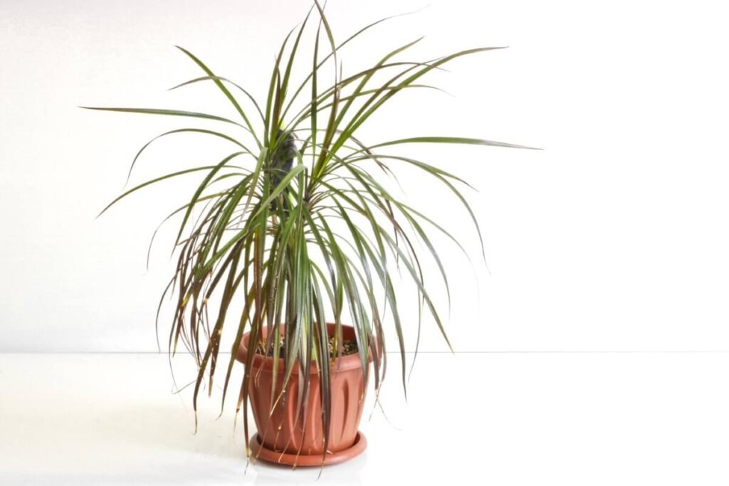Signs that you may be overwatering your Dracaena Marginata