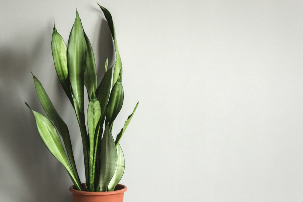 Signs that you are using the wrong soil mixture for snake plants