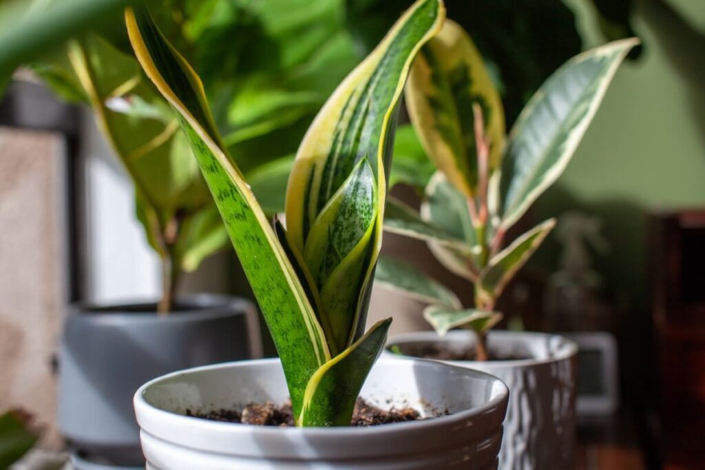Snake Plant (Dracaena trifasciata)