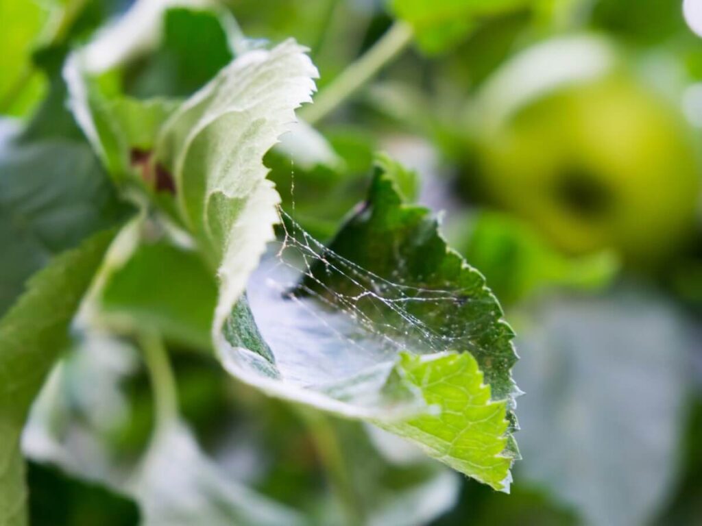 Spider mite