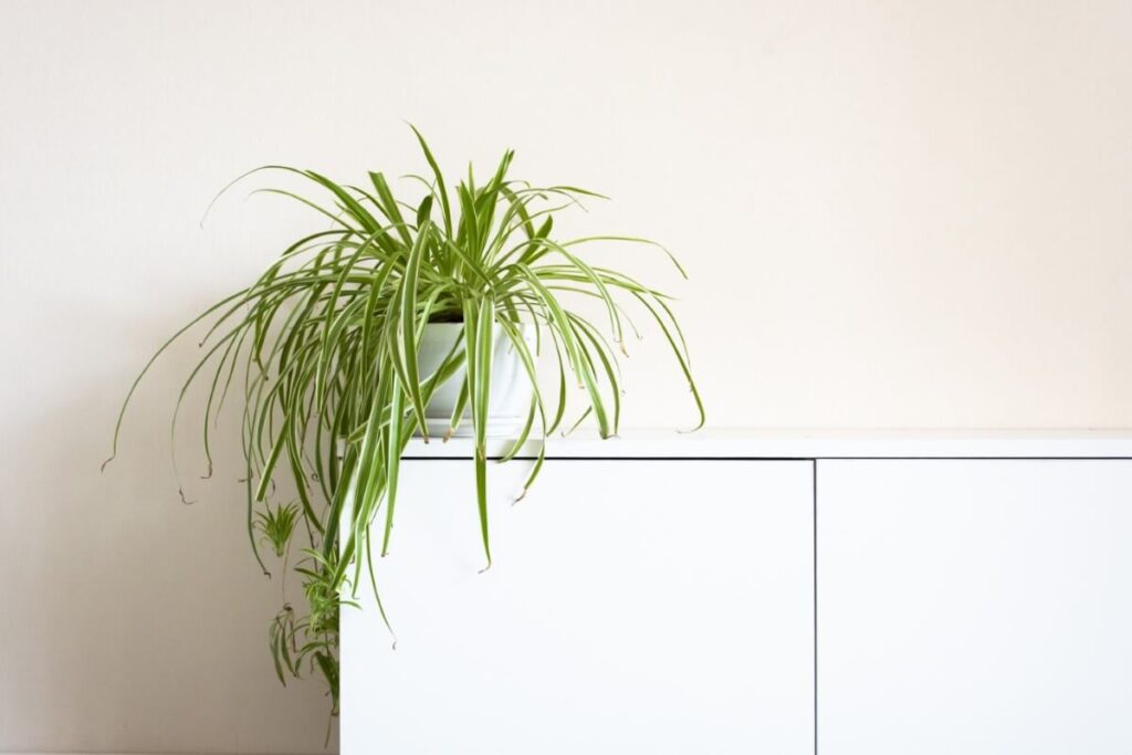 Spider Plants (Chlorophytum comosum)