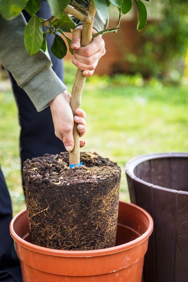 Start With A 12-Inch Diameter Container With Proper Drainage