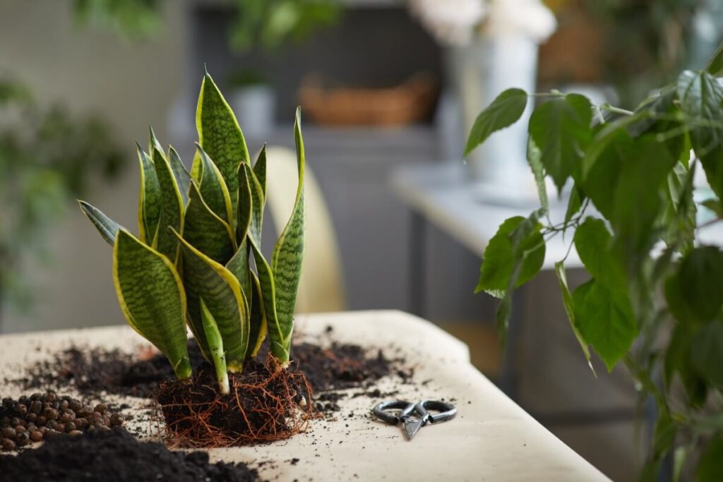 The best soil mixture when transplanting snake plants