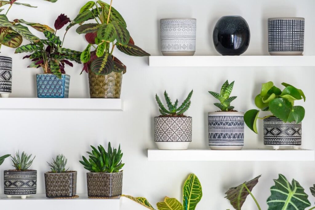 The Role of Plants in Feng Shui