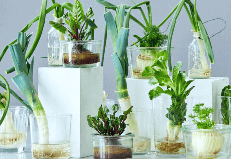 Growing Vegetables from Scraps (2) Try Growing Veggies from Scraps