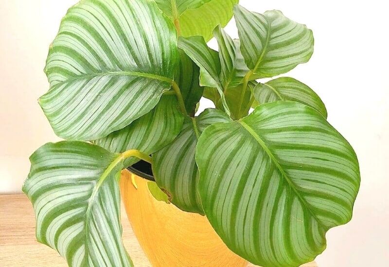 Pruning and Propagating your Calathea orbifolia