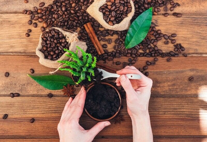 Used Coffee Grounds (1) Used Coffee Grounds