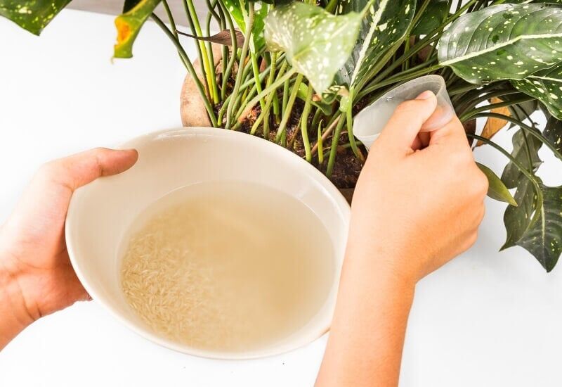 Used Cooking Water Used Cooking Water