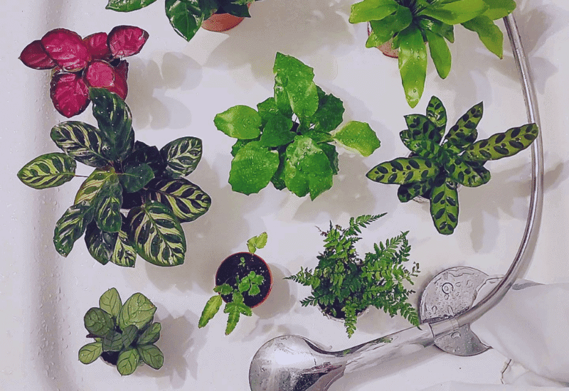 Water Your Calatheas Once A Week
