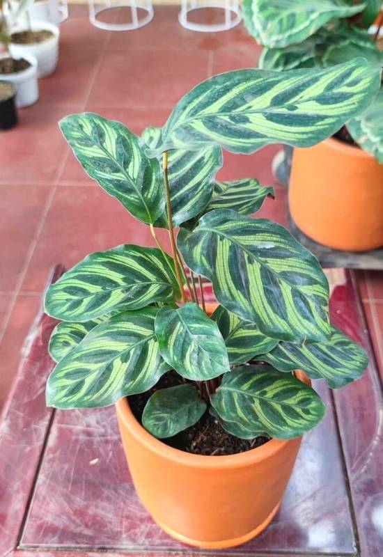 What size pot should I use