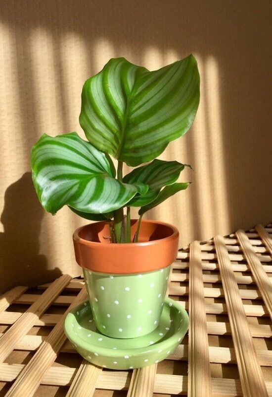 What size pot should I use?