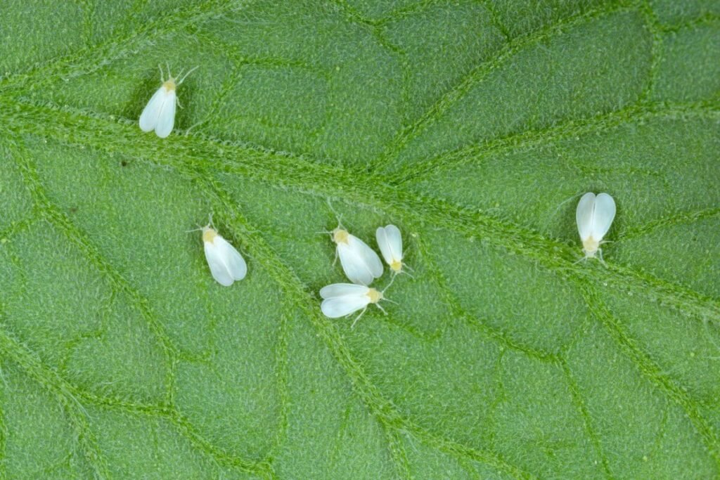 Whitefly