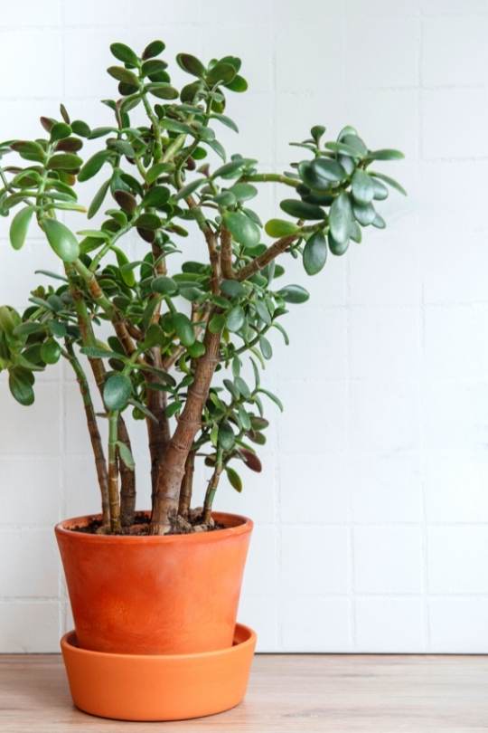 Jade plants thrive in direct sunlight