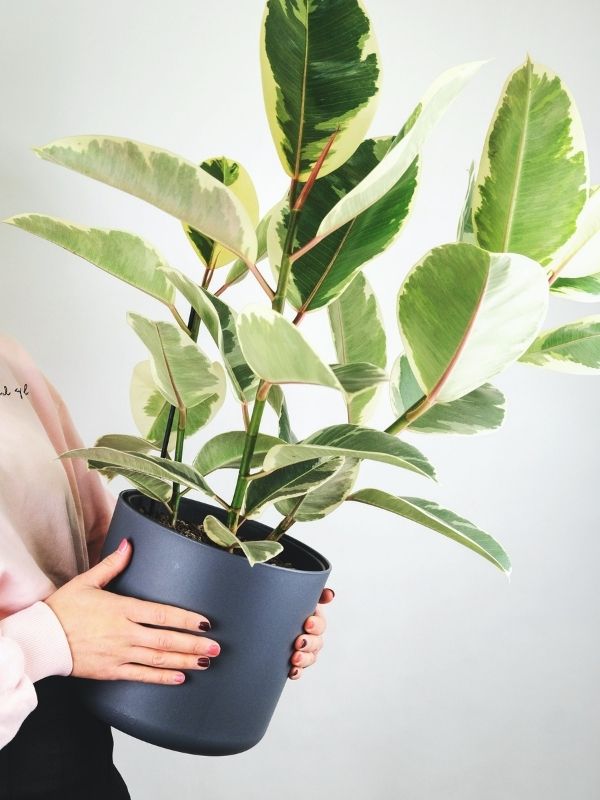rubber tree