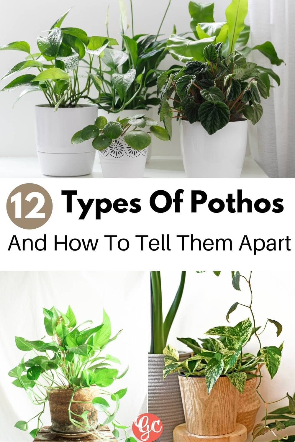 12 Recommended Pothos Plant Varieties To Grow Indoors 12 Recommended Pothos Plant Varieties To Grow Indoors