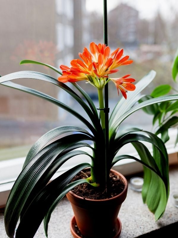 Clivia miniata flower blooming