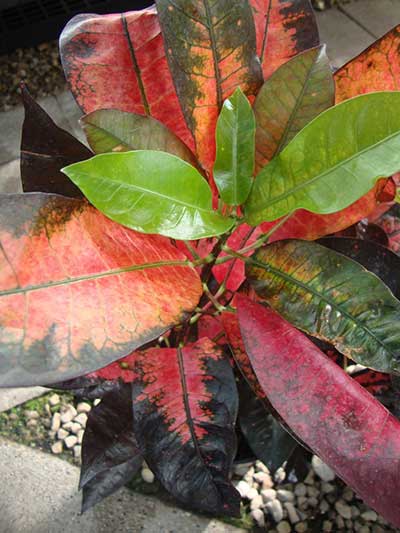 Codiaeum variegatum 'Mrs. Iceton'