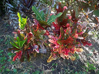 Codiaeum variegatum 'Oakleaf'