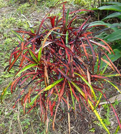 Codiaeum variegatum 'Zanzibar'