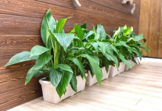 8 reasons why your peace lily may be drooping 8 reasons why your peace lily may be drooping
