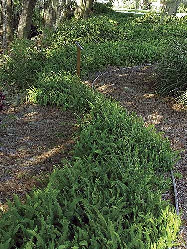 A bed of Nephrolepis exaltata