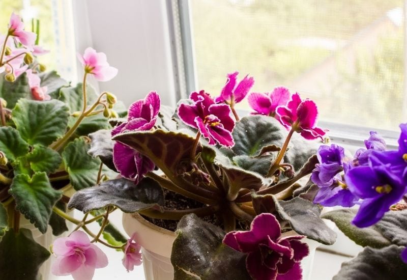 African Violet