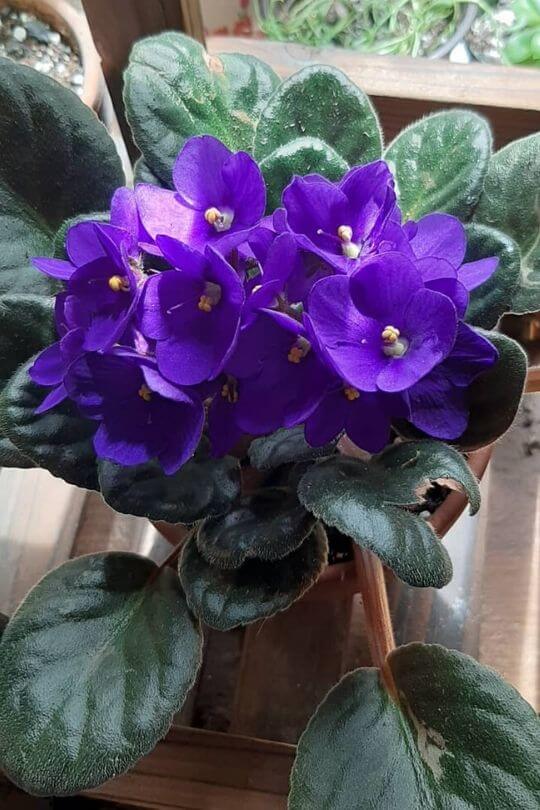 African violet African violet