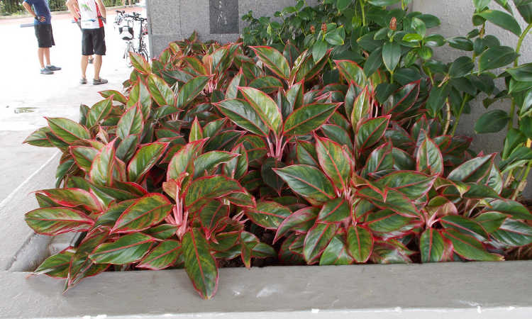 Aglaonema red gold