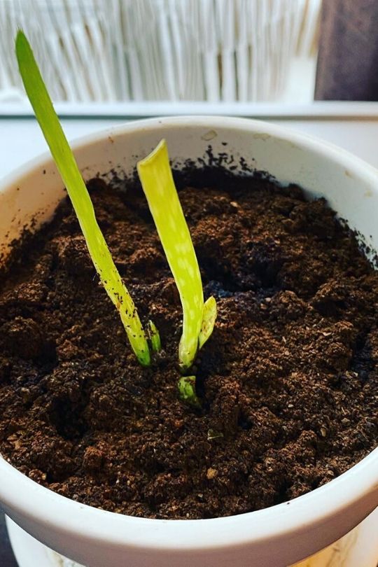 Aloe Vera to grow from seed Aloe Vera to grow from seed
