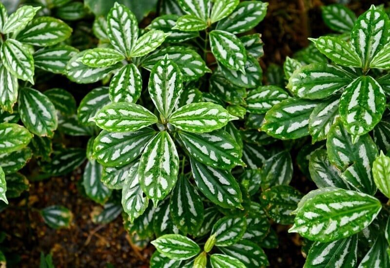Aluminum Plant (Pilea Cadierei) Aluminum Plant (Pilea Cadierei)